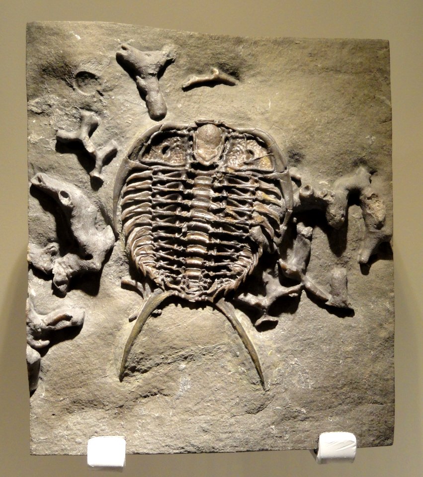 Gabriceraurus dentatus, Middle Ordovician, Bobcaygeon Formation, Southern Ontario, Canada - Houston Museum of Natural Science - DSC01557