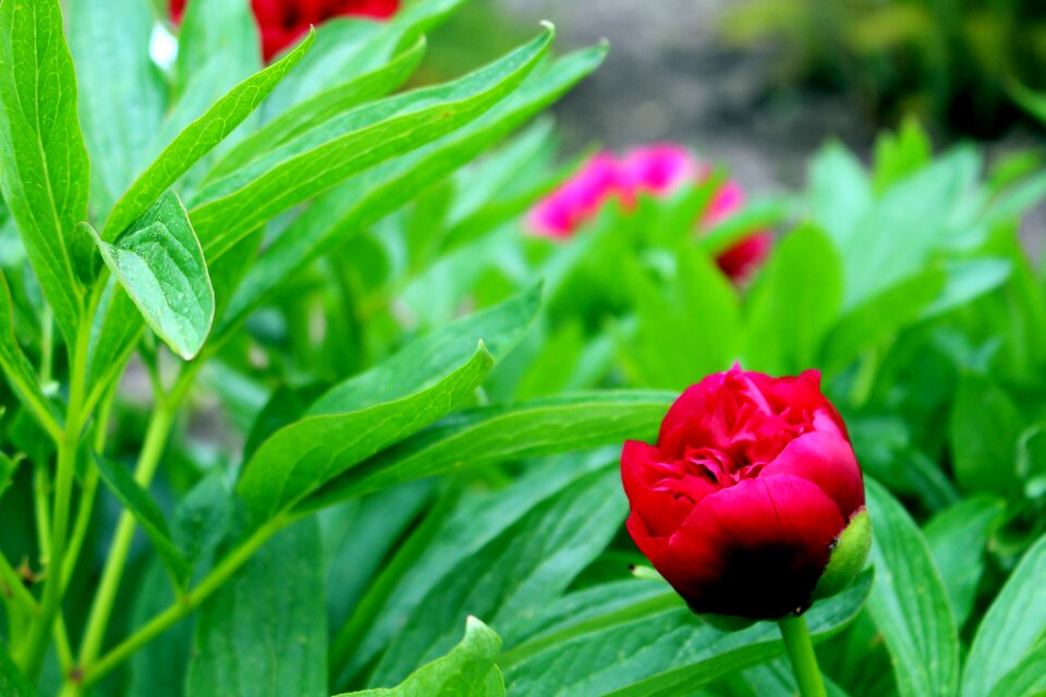 Rose bloom flower blossom