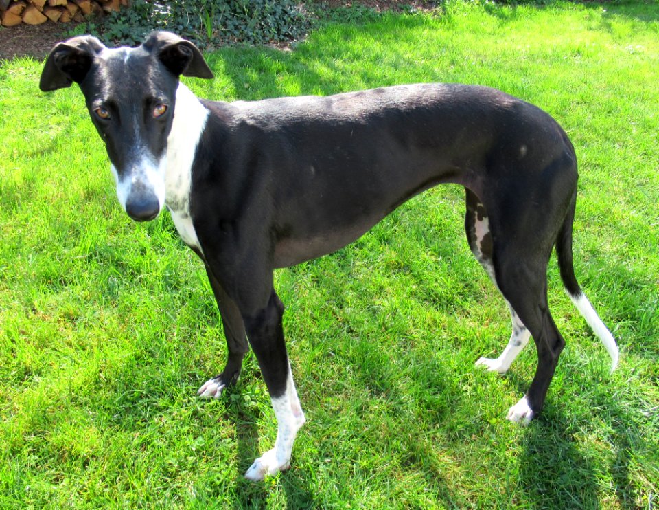 Galgo espagnol 008