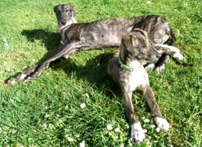 Galgo espagnol 001
