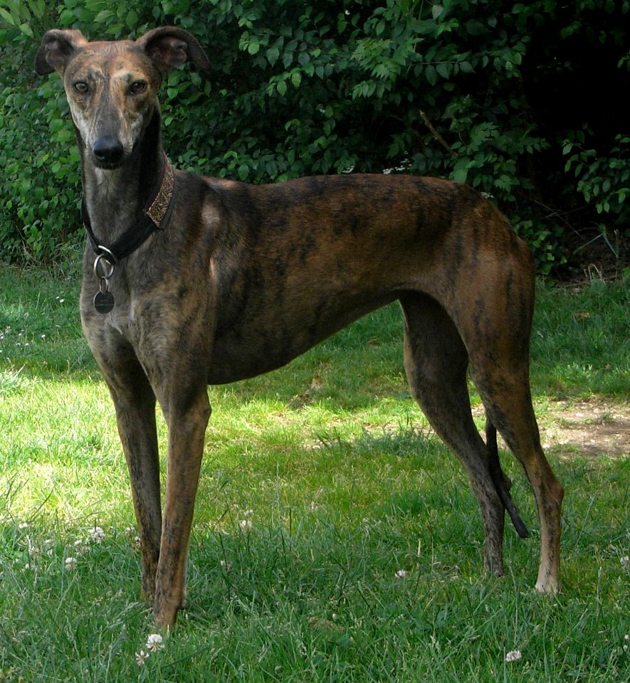 Galgo espagnol 006