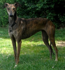 Galgo espagnol 006 photo