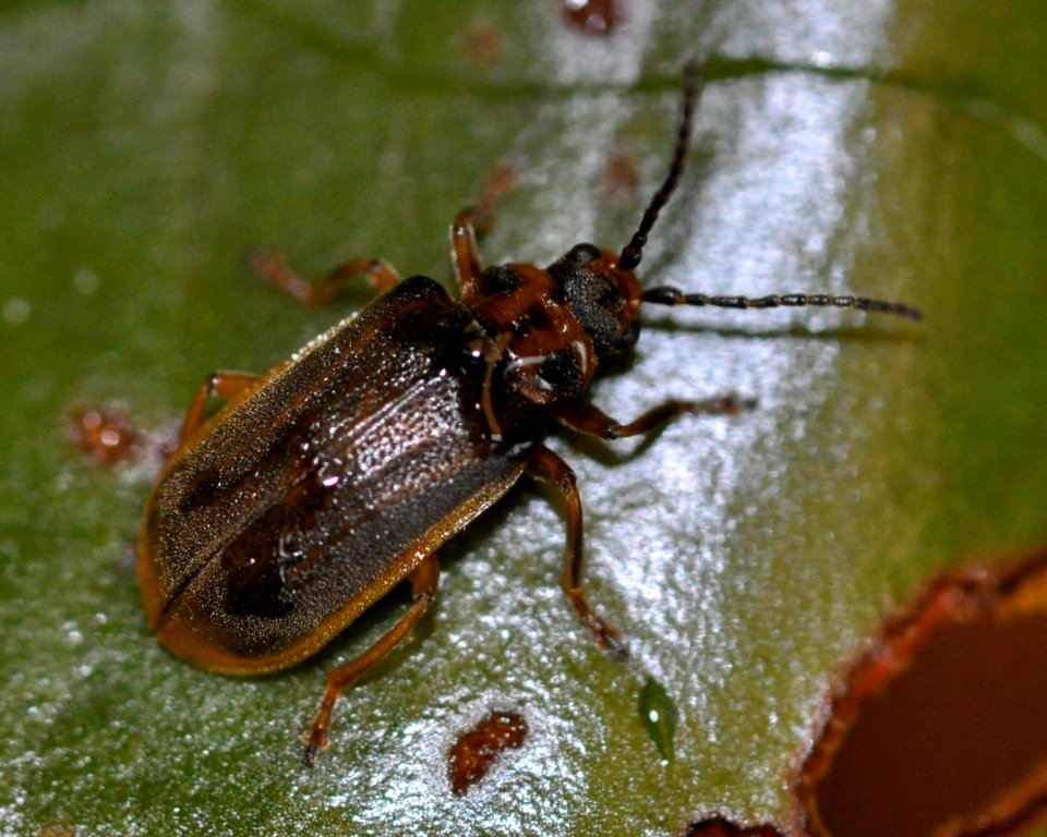 Galerucella-nymphaeae-01-fws