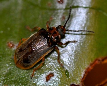 Galerucella-nymphaeae-01-fws