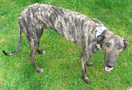 Galgo espagnol 007