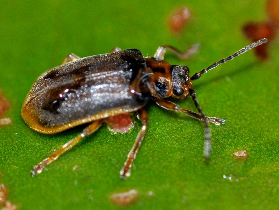 Galerucella-nymphaeae-08-fws