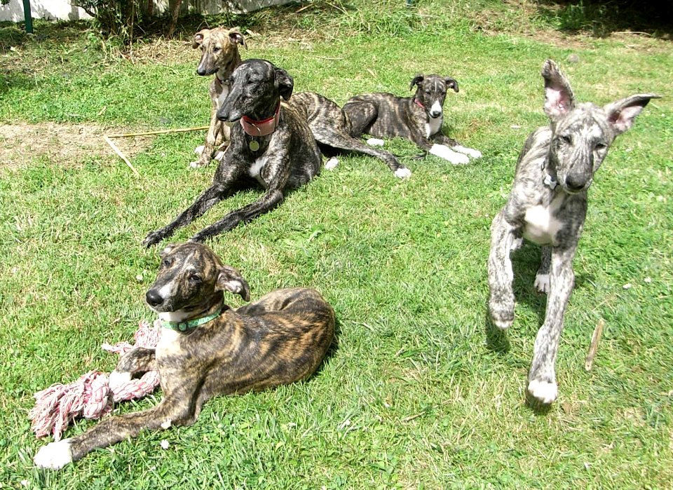 Galga Galguitos Galguitas