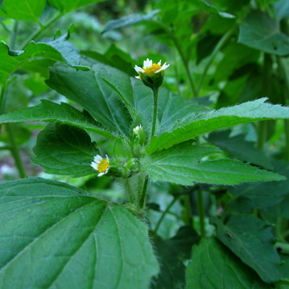 Galinsoga parviflora, 2021-06-27, Beechview, 02