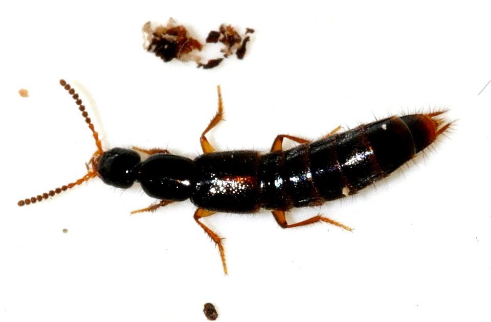 Gabrius-splendidulus-02-fws