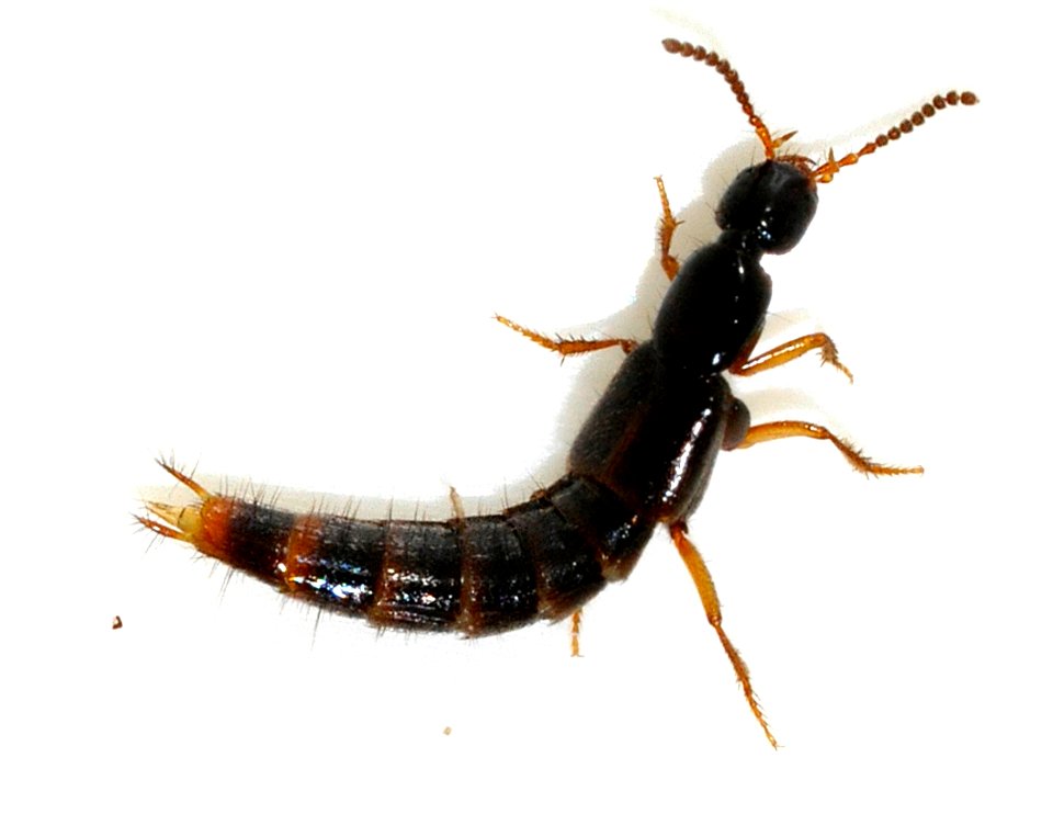 Gabrius-splendidulus-07-fws