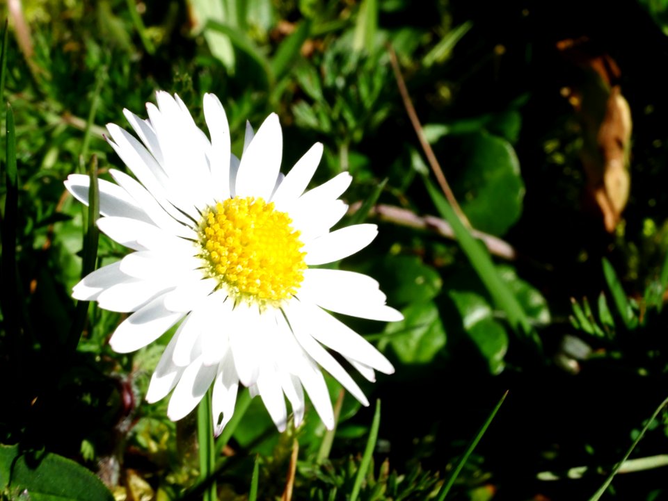 Gaensebluemchen- Roscheiderhof