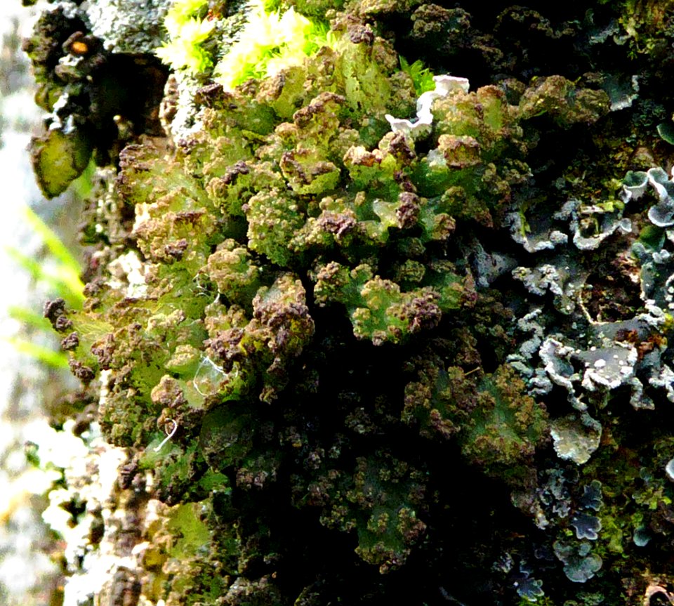 Gabura fasciculare 11361943