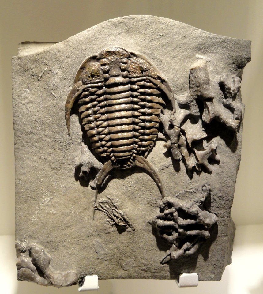 Gabriceraurus dentatus, Middle Ordovician, Bobcaygeon Formation, Southern Ontario, Canada - Houston Museum of Natural Science - DSC01563