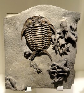 Gabriceraurus dentatus, Middle Ordovician, Bobcaygeon Formation, Southern Ontario, Canada - Houston Museum of Natural Science - DSC01563 photo