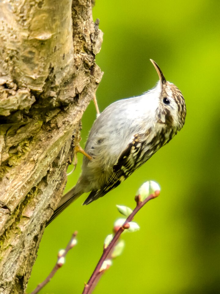 Songbird garden bird nature