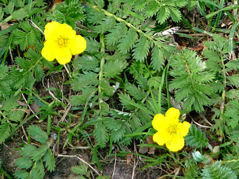 Gänse-Fingerkraut Kohlbruck