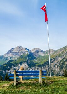 Switzerland flag dog