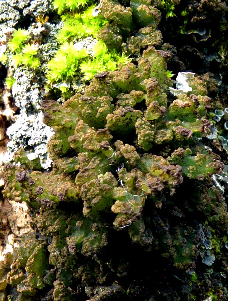 Gabura fasciculare 11361947