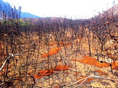 Fynbos after Fire - dead proteas and orange protea seeds - South Africa