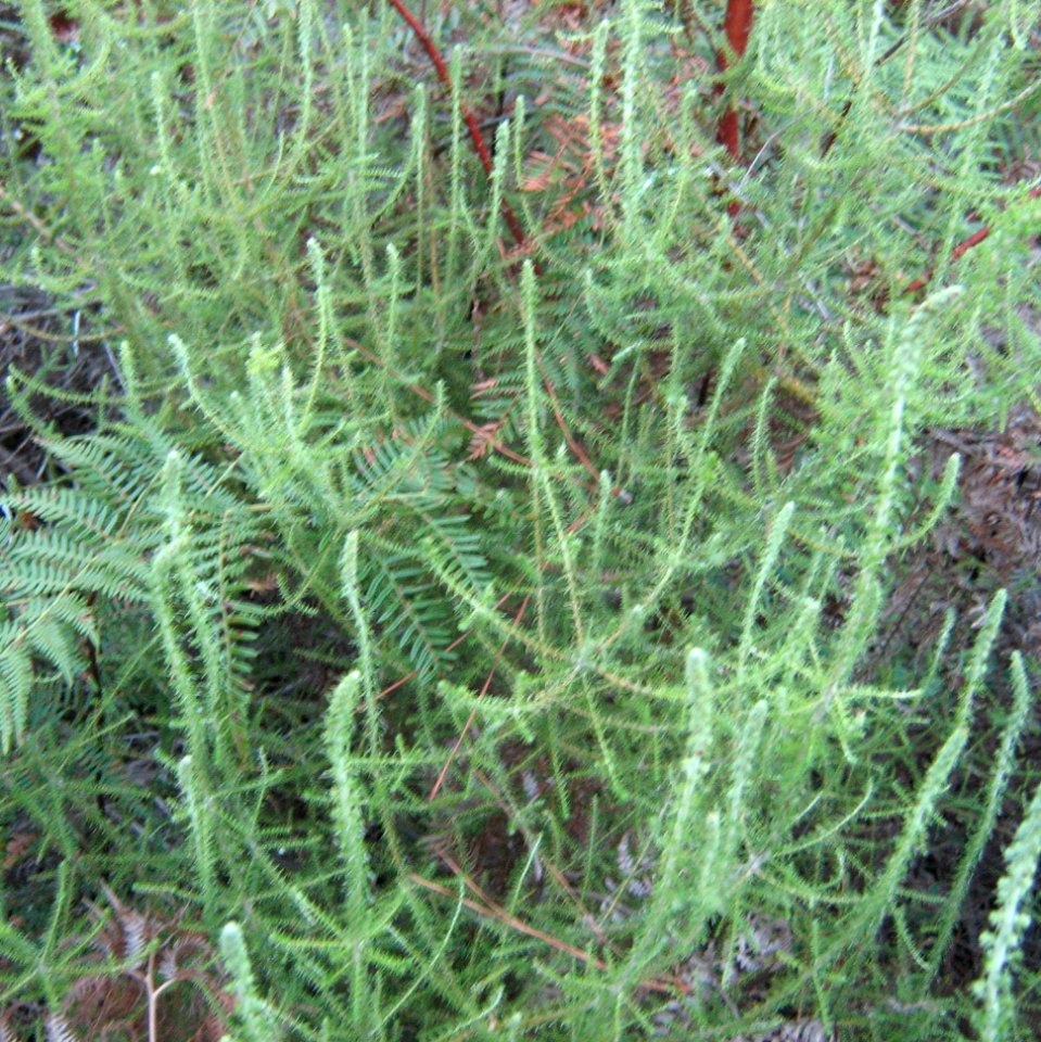 Fynbos on peninsula shale - Newlands Forest CT
