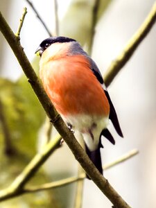 Songbird garden bird nature