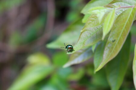 Green insect garden