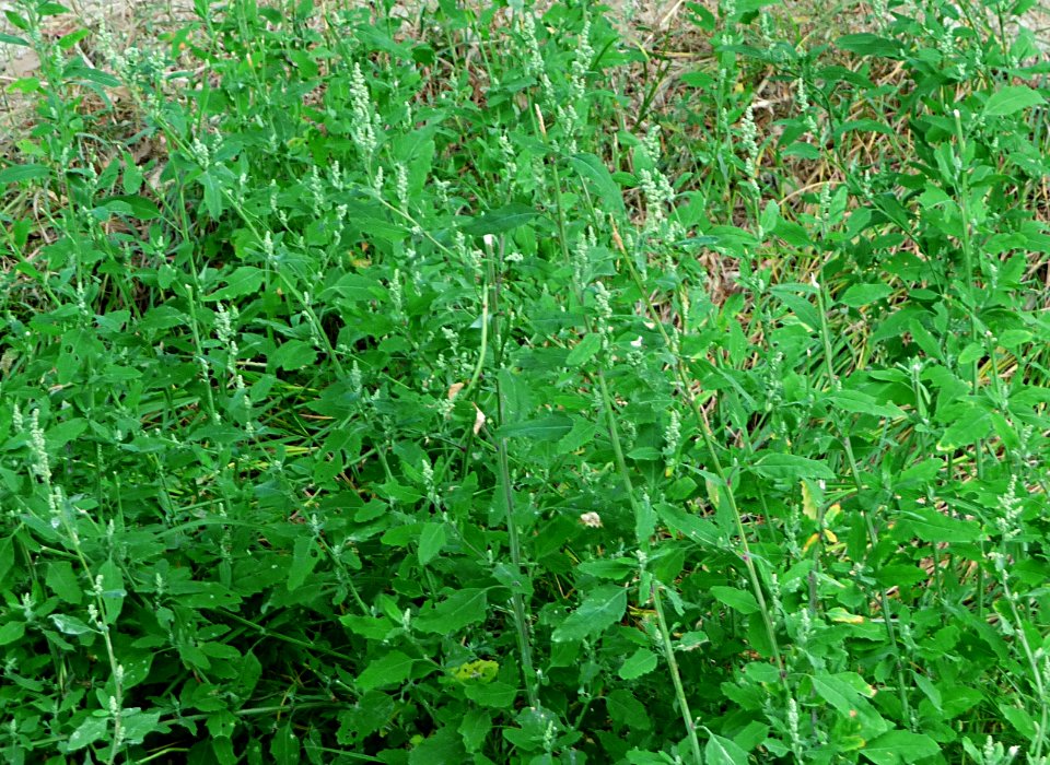 Gänsefuß Kohlbruck