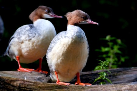 Gänsesäger im Innsbrucker Alpenzoo