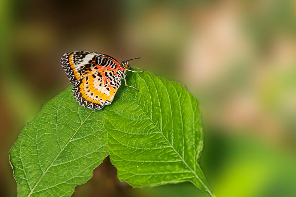 Cethosia cyane asia insect