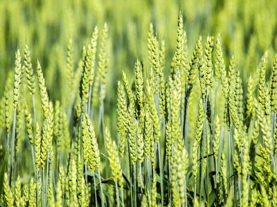 Spike plant crop