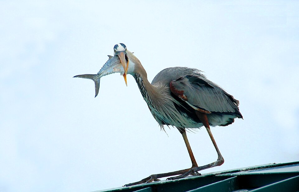 Wildlife waterbird tropical