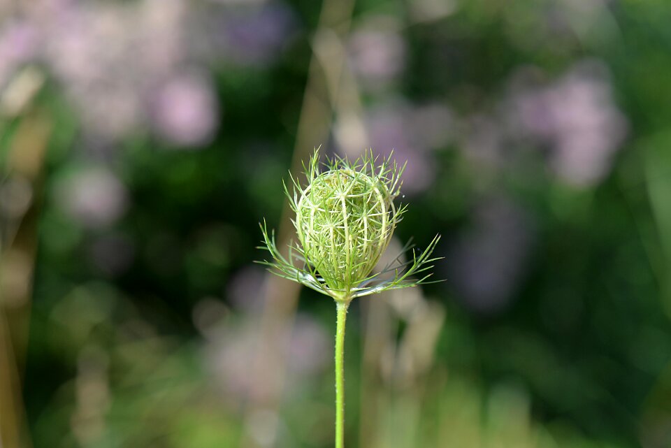 Plant wild caraway nature
