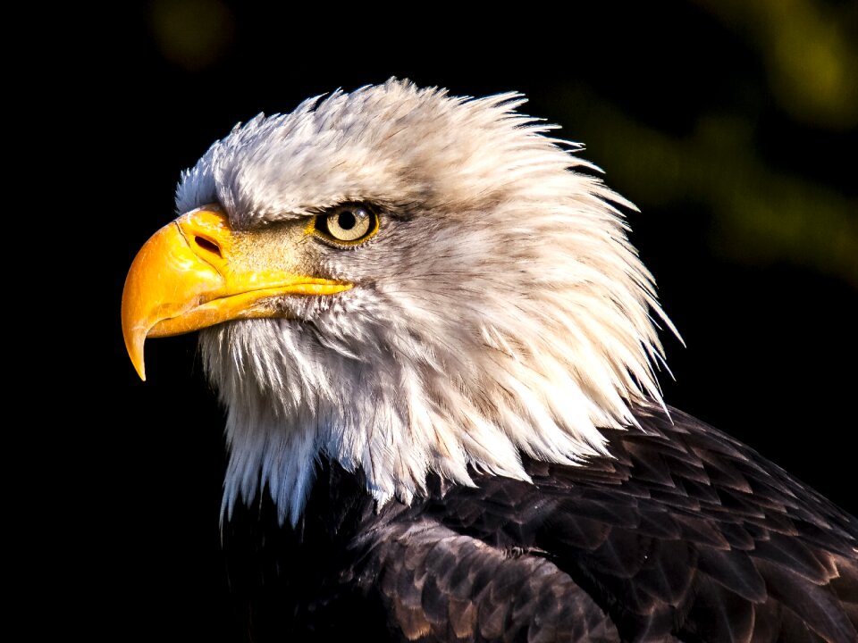Bird raptor nature