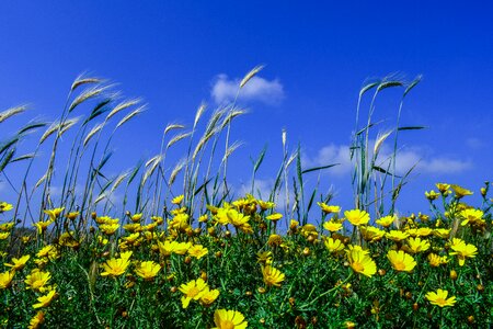 Flowers spring nature