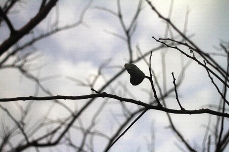 Leaves night sad