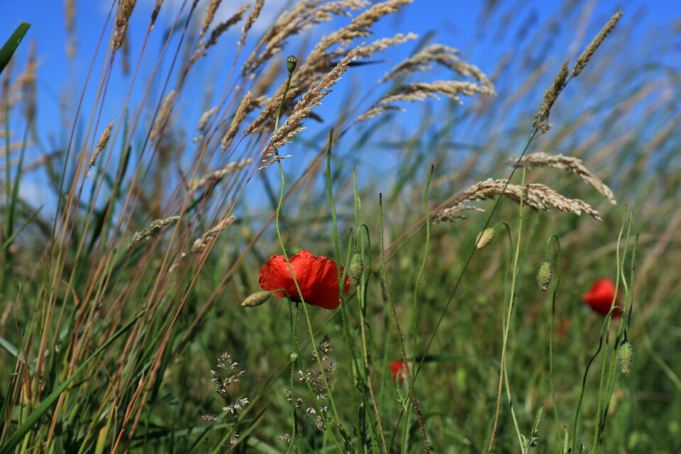 Field nature sky