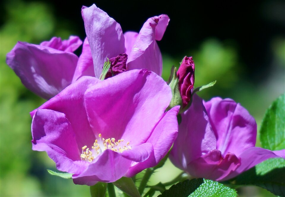 Bud flower blossom