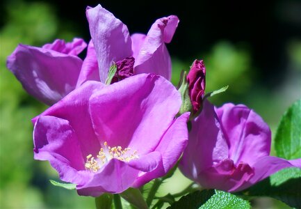 Bud flower blossom