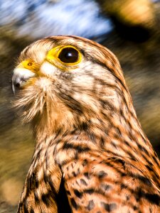 Animal bird raptor photo