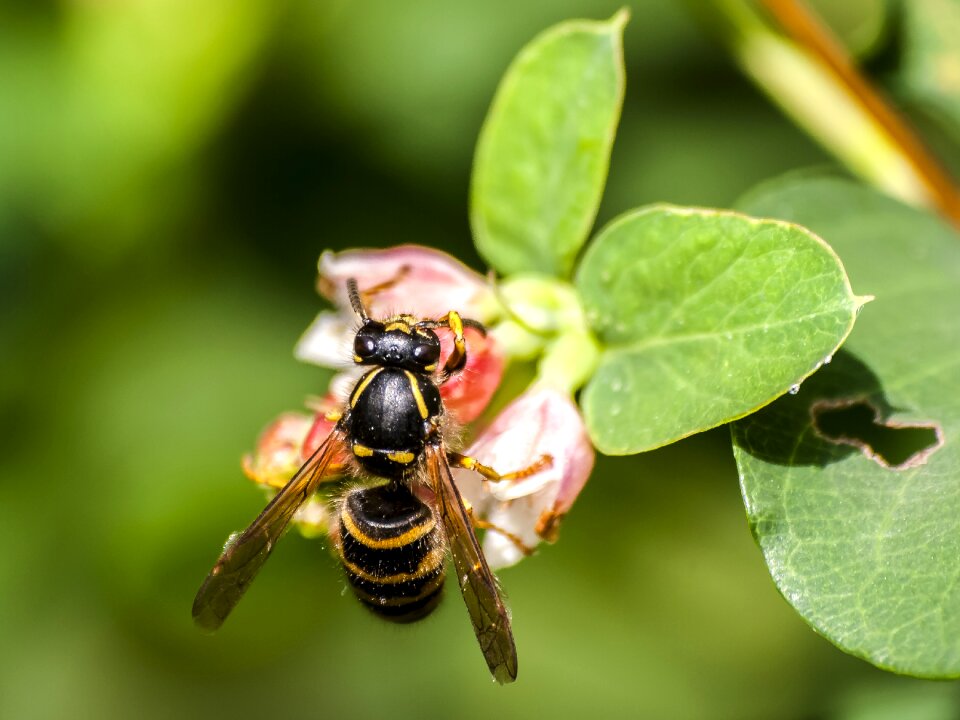 Insect nature animal