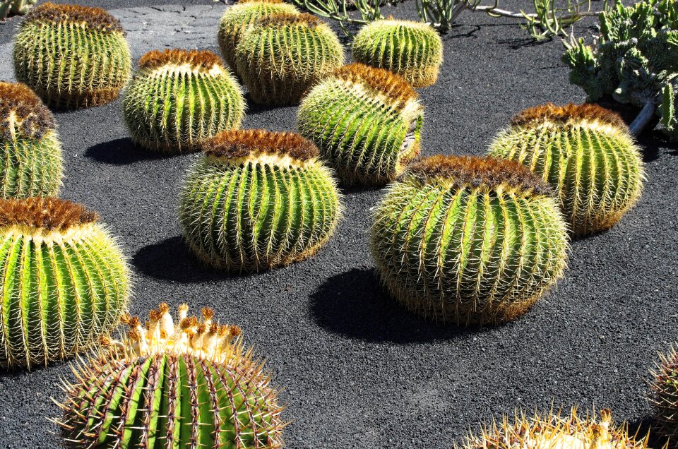 Spice nature garden
