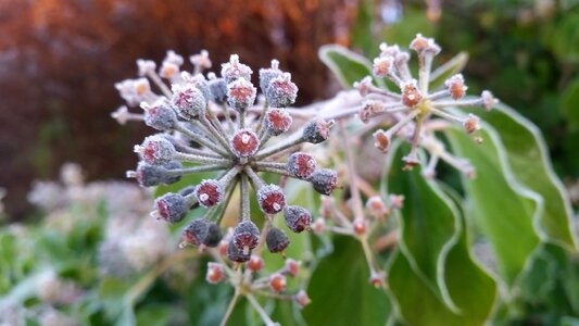 Plant nature frosty photo