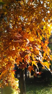 The leaves nature memory