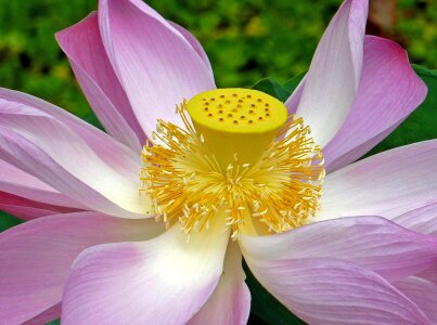 Garden plant petals