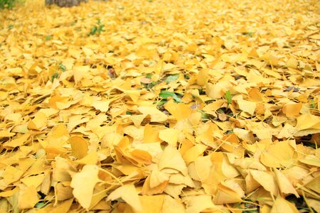 Ginkgo season color
