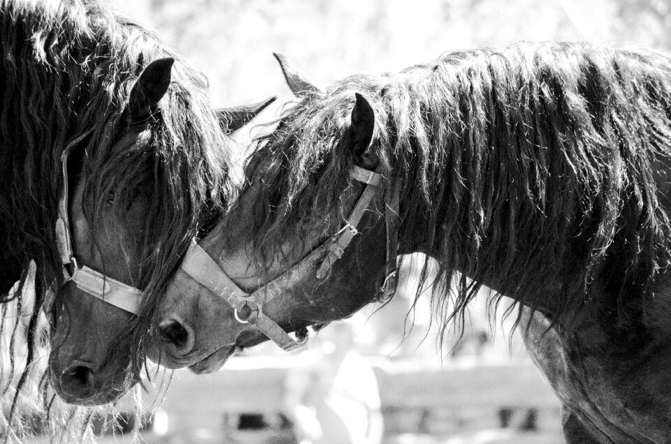 Kaltblut friendship closeness