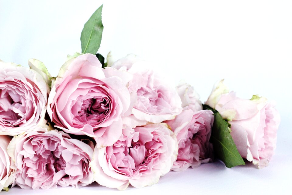 Pink bloom flora