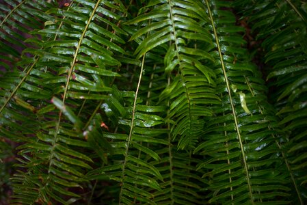 Greenery rain forest green rain