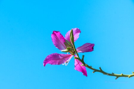 Flower blue sky nature photo
