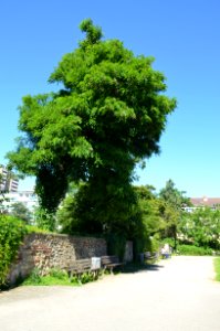 Frankfurt-Niederrad, Alter Friedhof, Haardtwaldplatz, Mauer